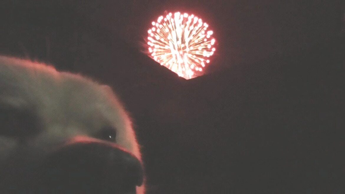 【秋田犬ゆうき】毎年恒例となった学園祭の花火を外で見たら迫力があり過ぎて固まる【akita dog】