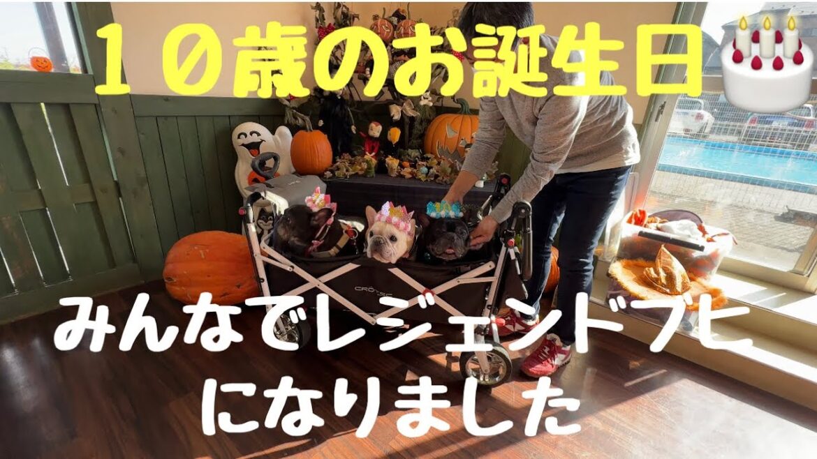 兄弟姉妹 レジェンドブヒ の仲間入 【 フレンチブルドッグ 【 french_bulldog 】 fetch で  パリス１０歳のお誕生日