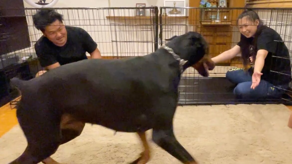 どちらに行こうか迷うドーベルマンの取った行動が賢かった