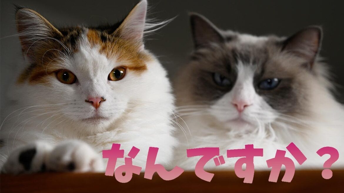 ラグドールとサイベリアンは一緒に寛ぐ仲良し姉妹。メインクーンはボール遊びで大はしゃぎです