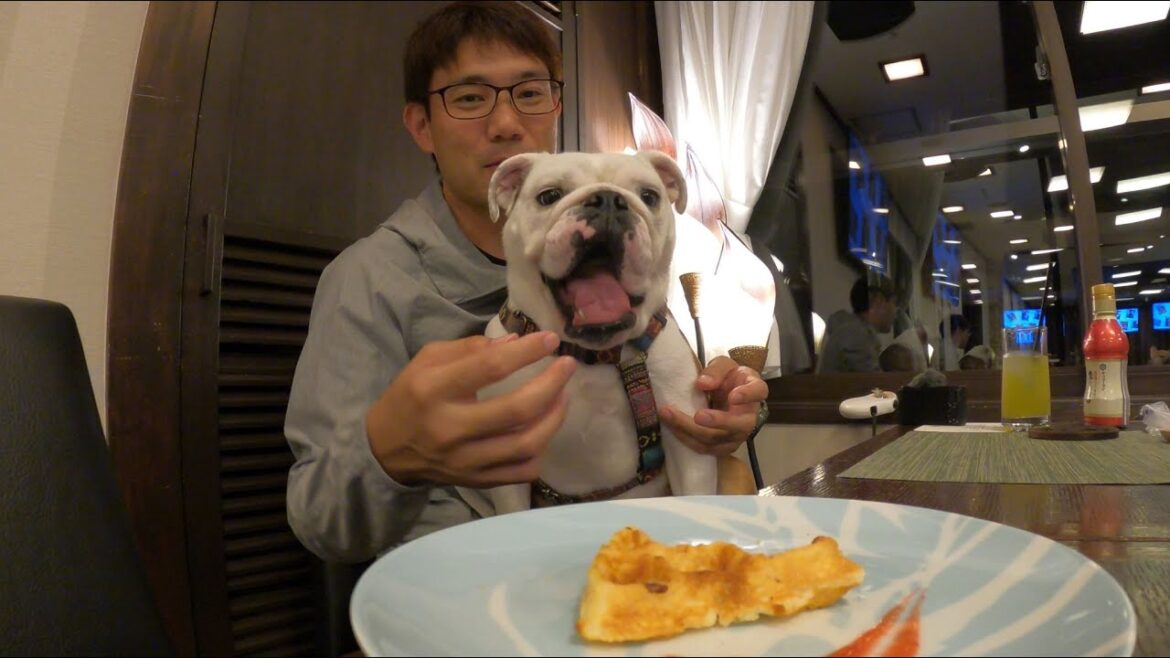 パパのサプライズで豪華ディナーが出てきたときの愛犬の喜び方が可愛すぎた！