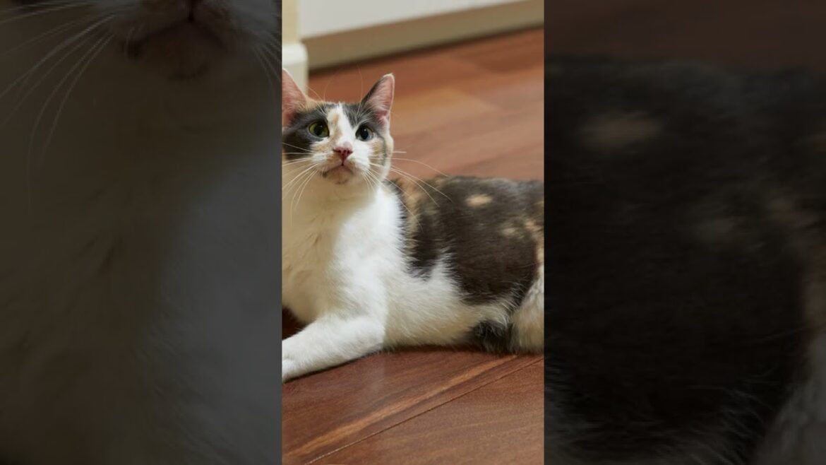 Kucing Manx part8#shorts