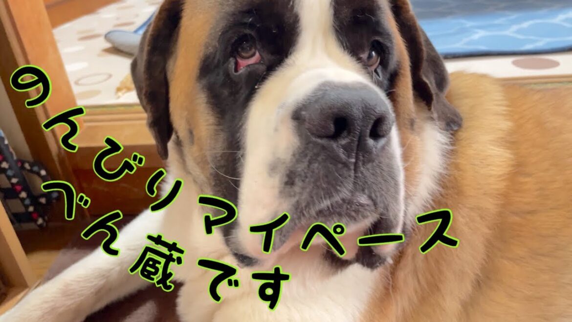 【セントバーナード】毎日のんびり過ごしているべん蔵です🐶