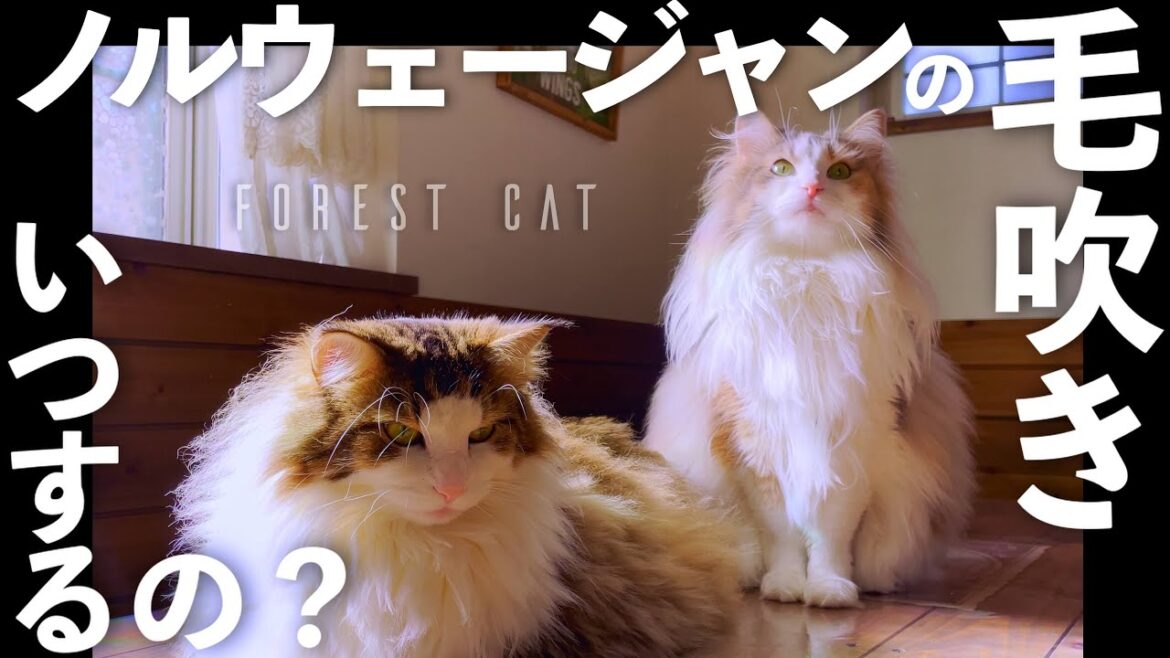 【毛吹き】ノルウェージャンフォレストキャット６パターンの毛吹きの記録です