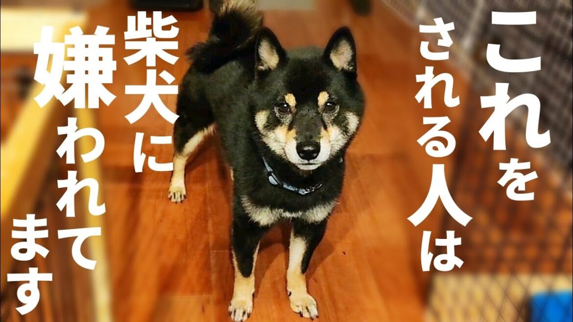 あなたは嫌われてるかもしれません。柴犬にこの仕草をされると…【黒柴犬】【豆柴】【shiba inu】 あなたは嫌われてるかもしれません。柴犬にこの仕草をされると…【黒柴犬】【豆柴】【shiba inu】