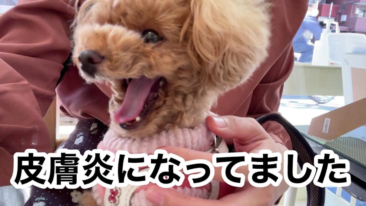 愛犬が痒がるので病院に行ったら、皮膚炎になってました。。【トイプードルのコロン】