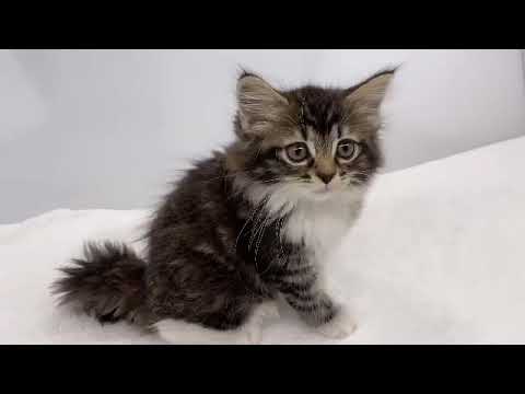 【ラガマフィン】とっても大人しいおっとりラガマフィンちゃん 【ラガマフィン】とっても大人しいおっとりラガマフィンちゃん