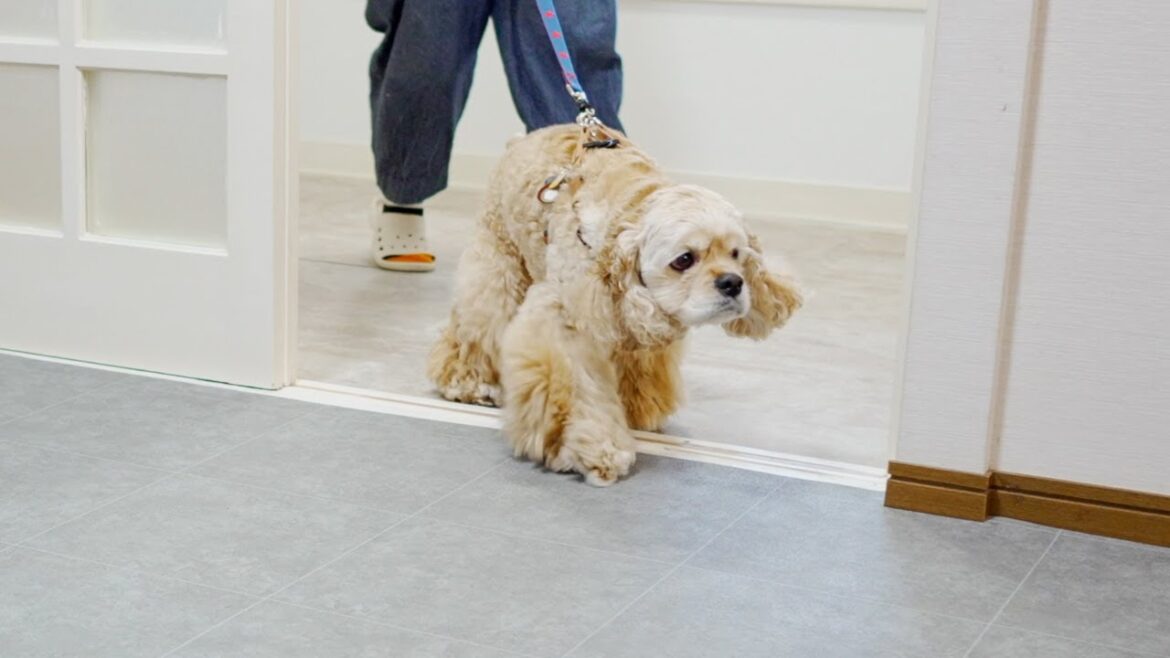 新居に初めて入った愛犬の反応が可愛すぎる件について