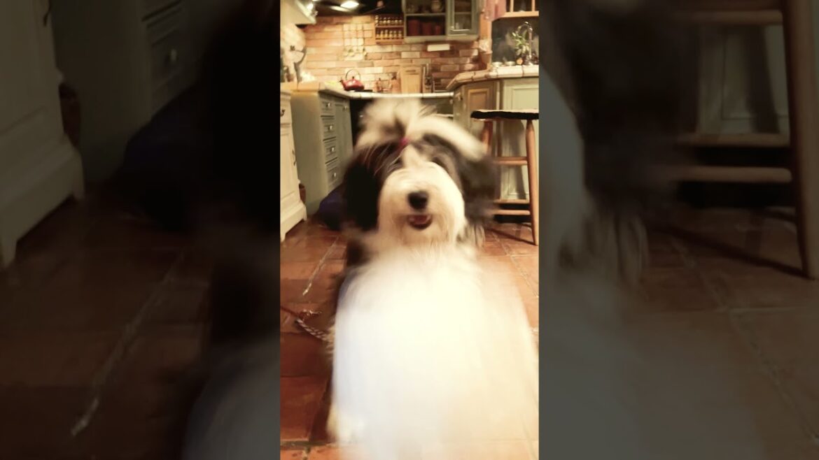 【田舎暮らし】のもふもふ犬|可愛いお遊び|日常ルーティーン #Shorts 【田舎暮らし】のもふもふ犬|可愛いお遊び|日常ルーティーン #Shorts