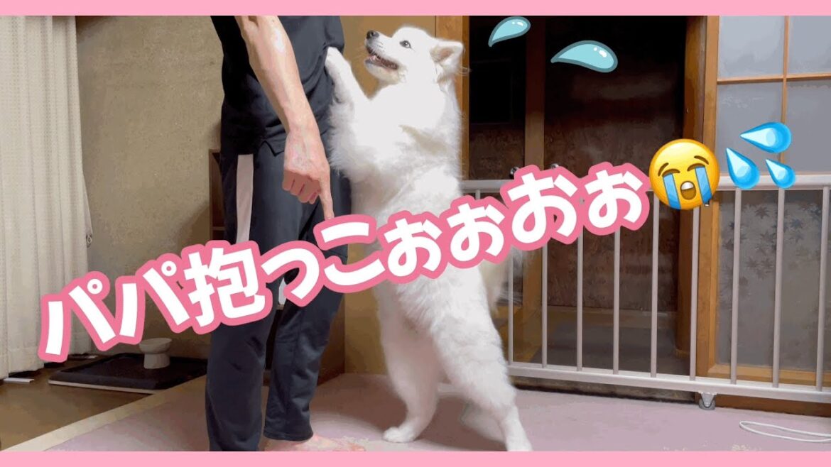 夏の怪物が怖すぎて、おっきい赤ちゃん👶になってしまうサモエド犬ミール(о´∀`о)