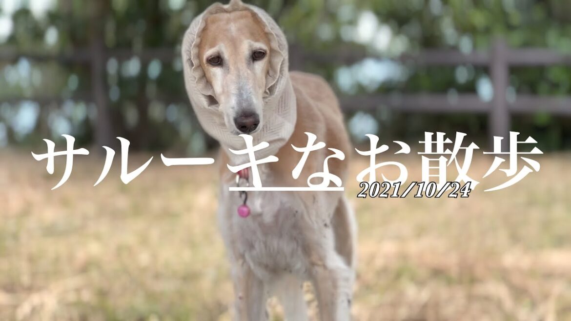 サルーキなお散歩2021/10/24
