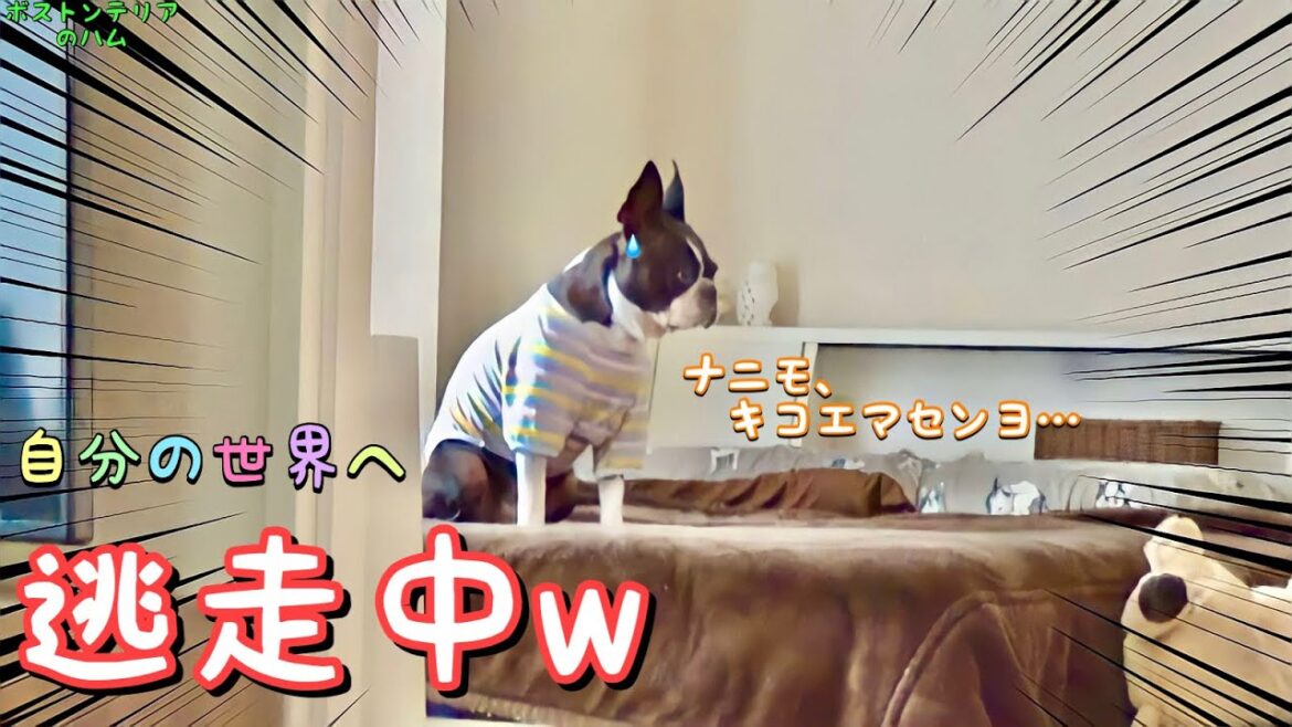 イタズラを指摘したら自分の世界に逃げ込まれましたwww