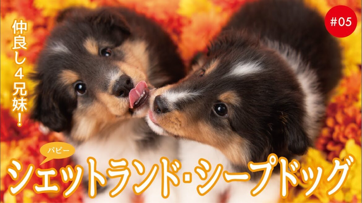 かわいいシェットランドシープドッグ（シェルティ）の子犬たち #05 Shetland Sheepdog