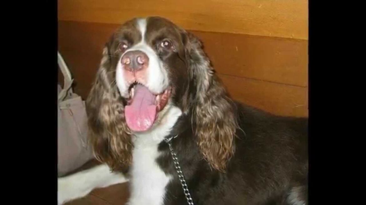 English Springer Spaniel / イングリッシュスプリンガースパニエル / LINEスタンプ