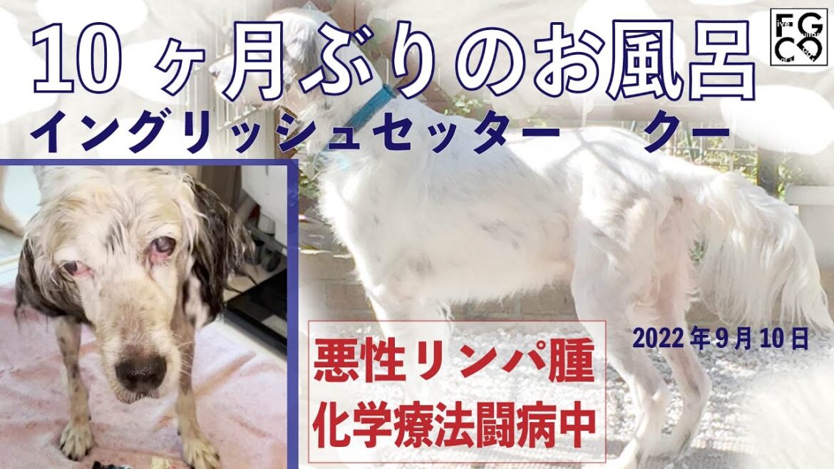 約10ヶ月ぶりのお風呂　イングリッシュセッター　クー　「胃捻転」「悪性リンパ腫」闘病生活　階段登りが下手編