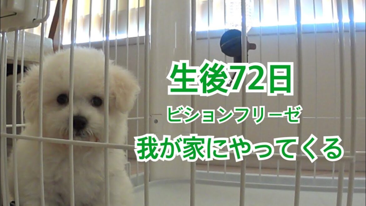 【ビションフリーゼ 子犬】生後72日 我が家にやって来る！！