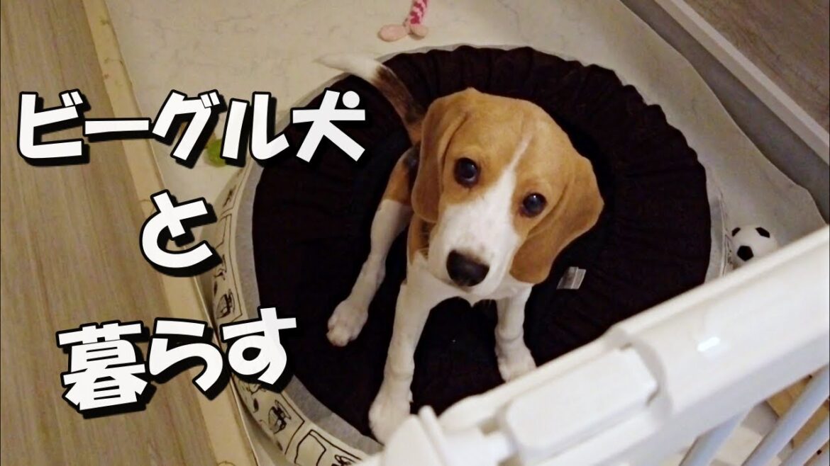 自由なビーグル犬と愉しむ帰宅後のルーティン