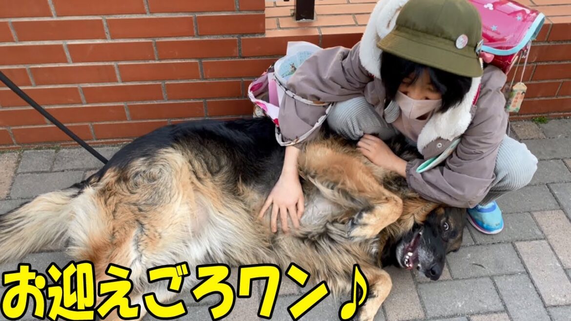 お迎え来ましたゴロわん♪シェパードマックと孫娘【VLOG】