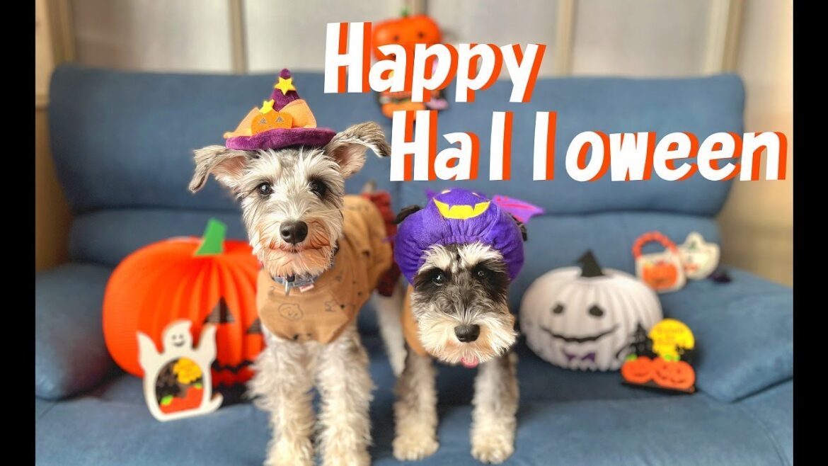 【ハッピーハロウィーン】仮装してオヤツ食べて満足そうなシュナウザー兄妹【ミニチュアシュナウザー多頭飼い】 【ハッピーハロウィーン】仮装してオヤツ食べて満足そうなシュナウザー兄妹【ミニチュアシュナウザー多頭飼い】