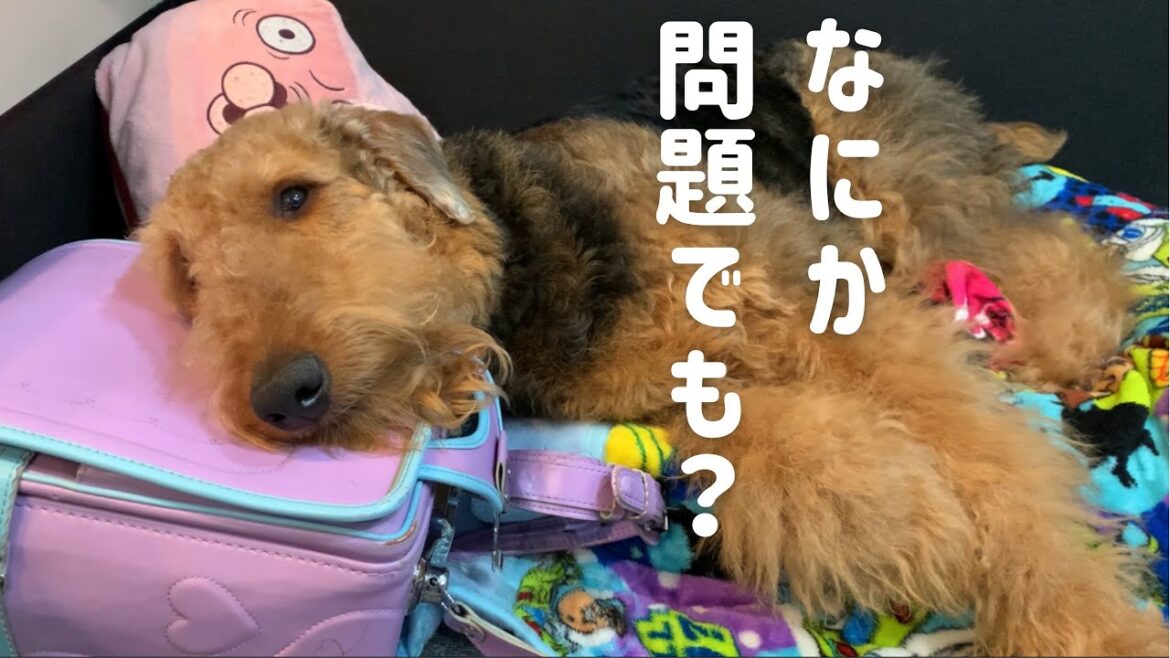 なんでも枕にしちゃうアップ。エアデールテリア