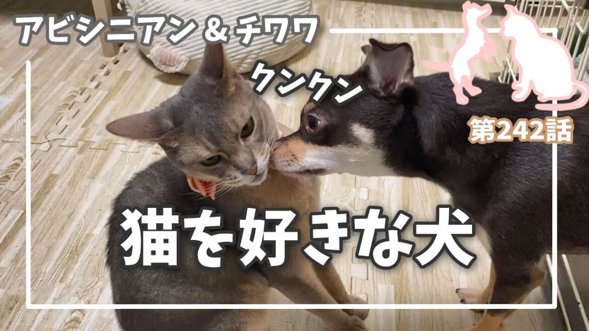 [242話] (チワワ&アビシニアン)猫を好きな犬