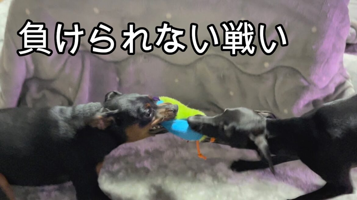 ジロVSさくら　負けられない戦い【ミニピン】【イタグレ】