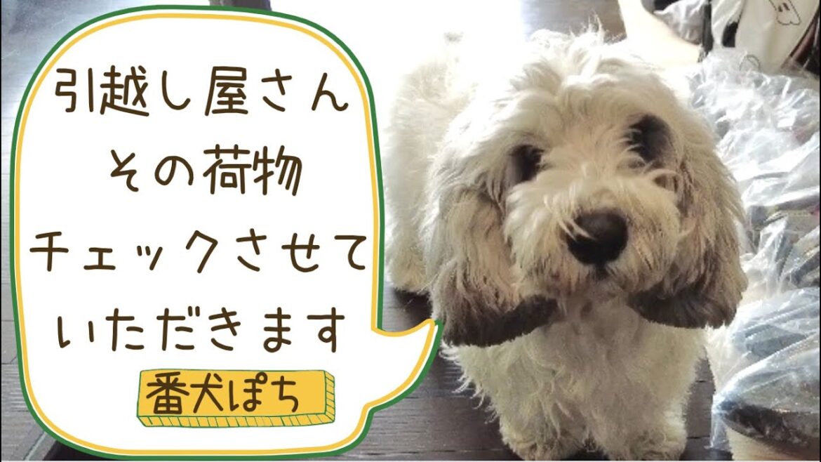 【番犬】我が家の安全を守り続けるプチバセのぽち 【番犬】我が家の安全を守り続けるプチバセのぽち