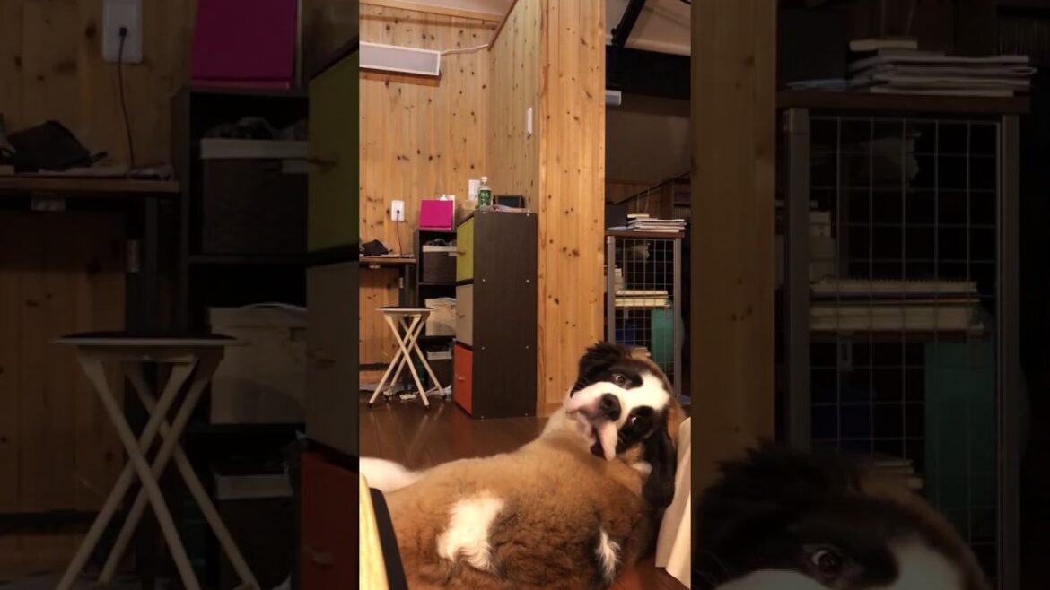 【セントバーナード】テレビの音にびびる超大型犬