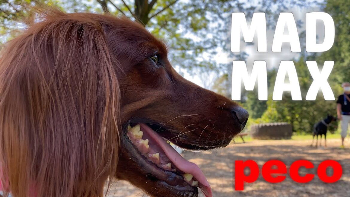 マッドマックス（peco　MAD MAX）　アイリッシュセター（アイリッシュセッター） Irish Setor（Irish Setter）
