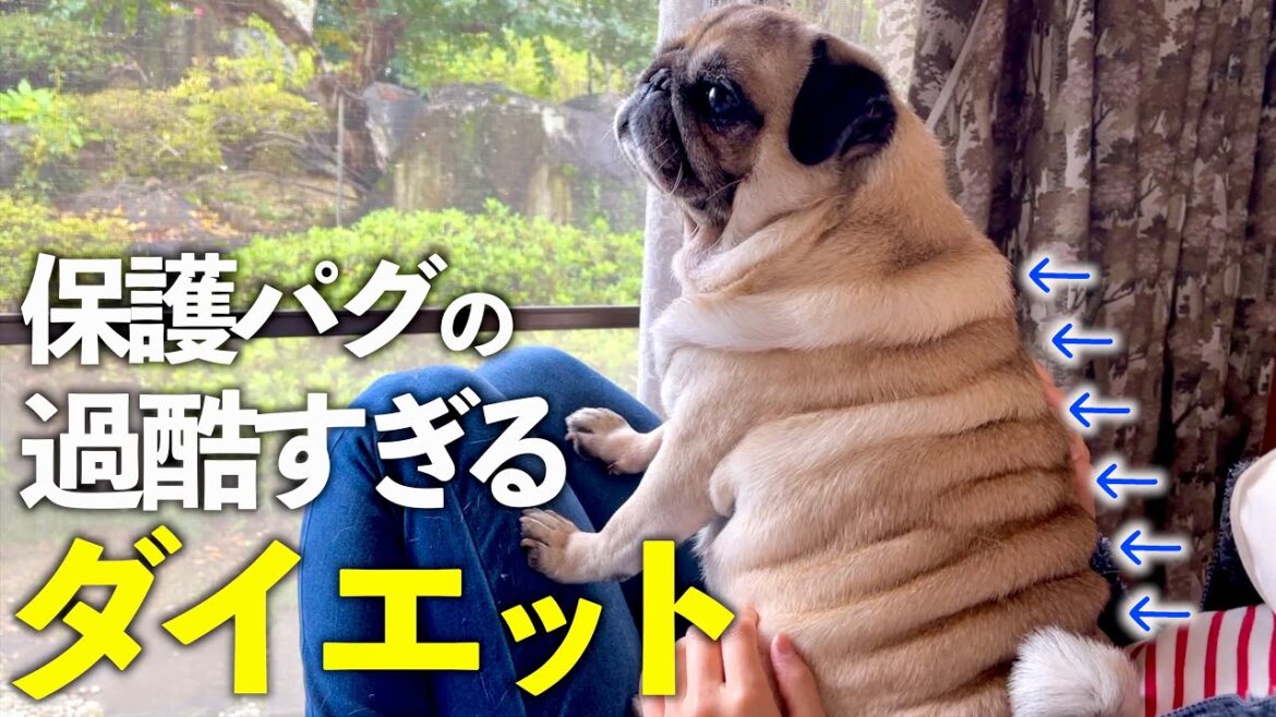 【ぽっちゃり保護犬パグ】のダイエット大作戦｜まさかのプレゼントに大興奮｜ハロウィンのいたずら🎃大変身🎃｜PUG VLOG