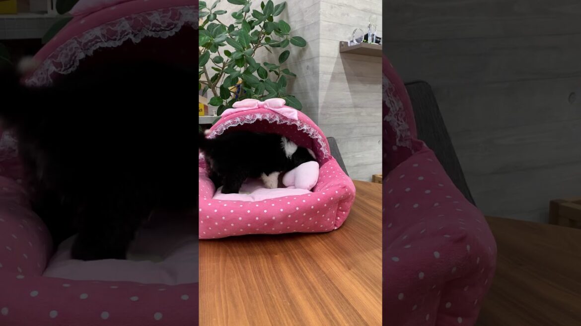 ビアデッドコリーちこりっ子2