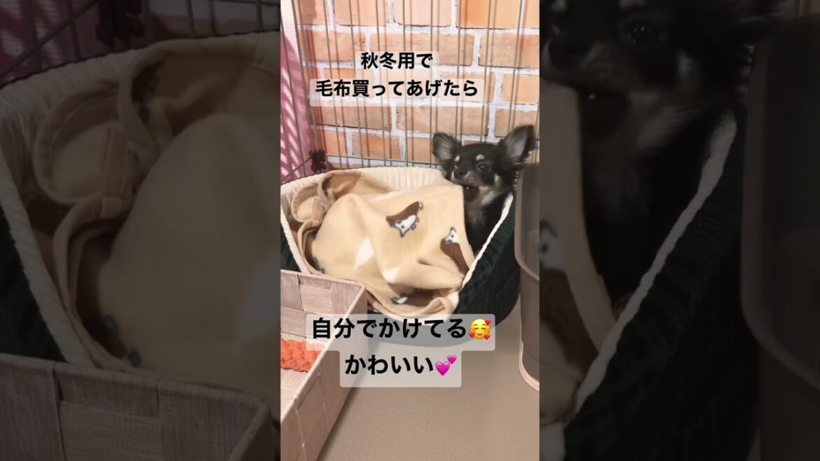 かわいい犬|ロングコートチワワのウルくん【秋冬用に毛布買ってあげたらめっちゃ可愛かった♥】