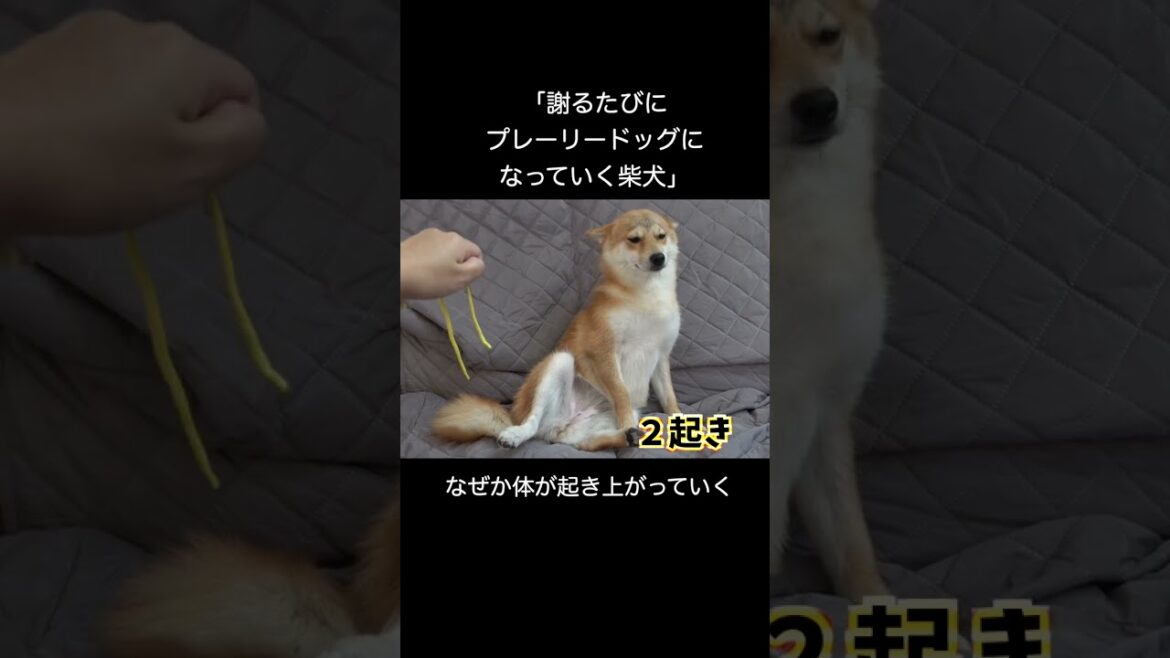 反省ポーズのクセが強すぎる柴犬。