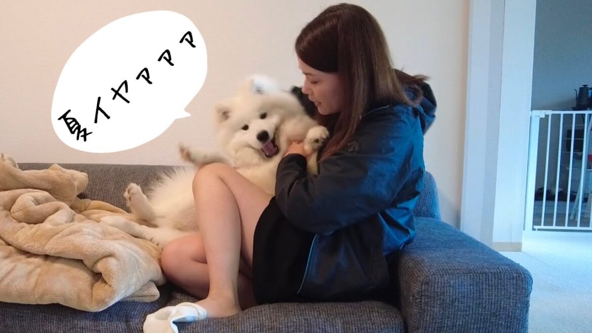 サモエドと日本の夏を乗り越えるための方法【samoyed】【子犬】