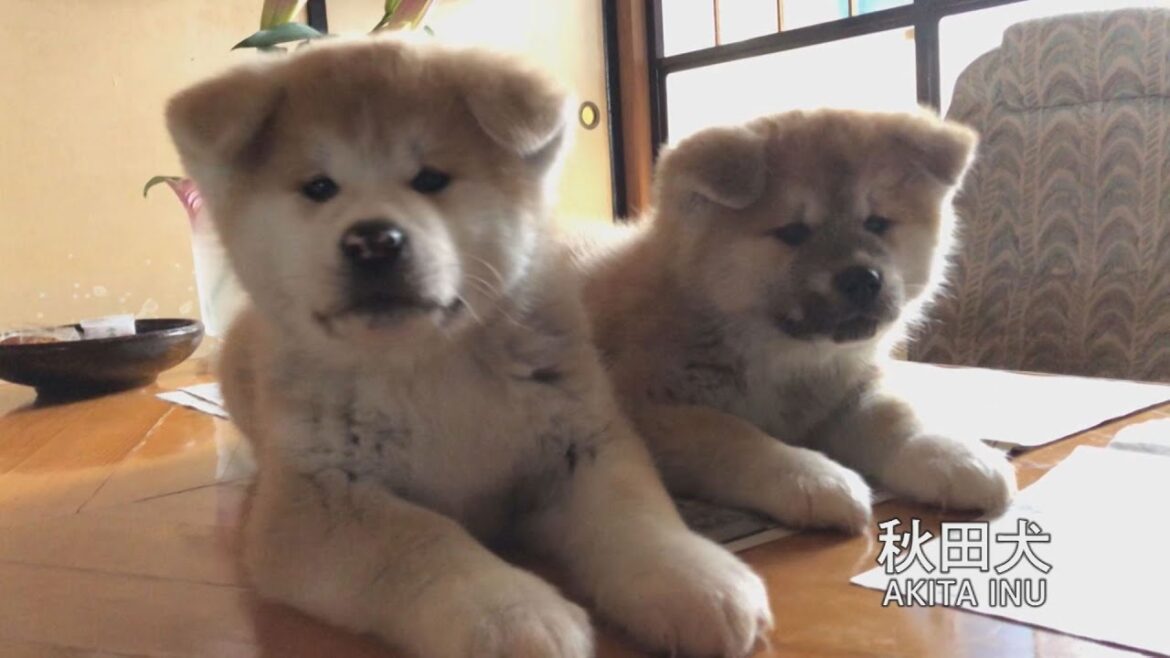 秋田犬と暮らすというコト