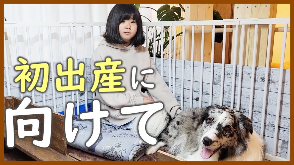 【DIY】愛犬が安心して出産でき、飼い主が近くで見守れる場所を作りました♪【ボーダーコリー】