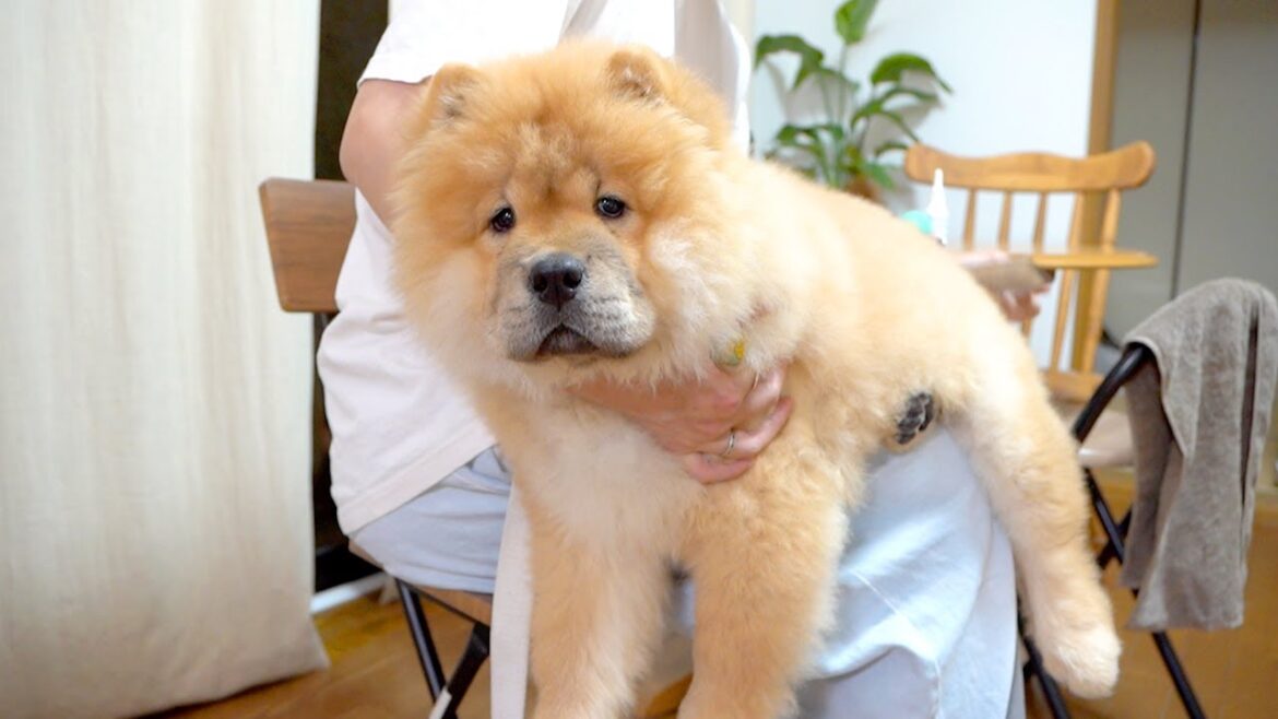 ブラッシングをすると不可思議な現象が起こるチャウチャウ犬ww