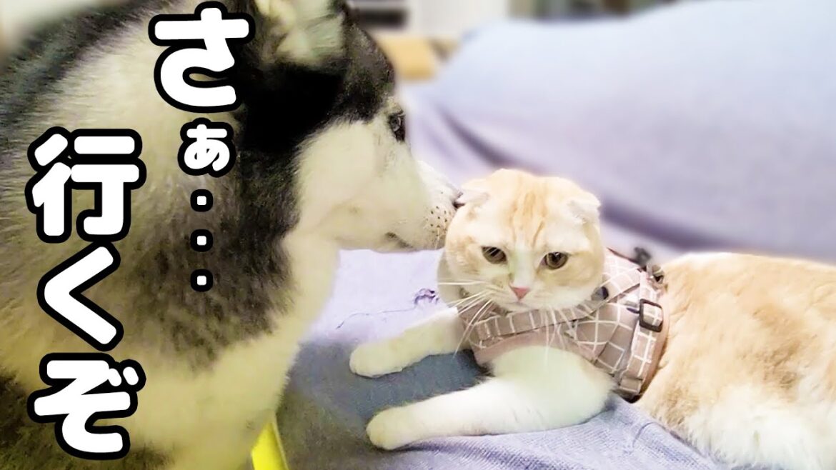初めてハーネスを着けた子猫にハスキー犬達の行動に驚きました...