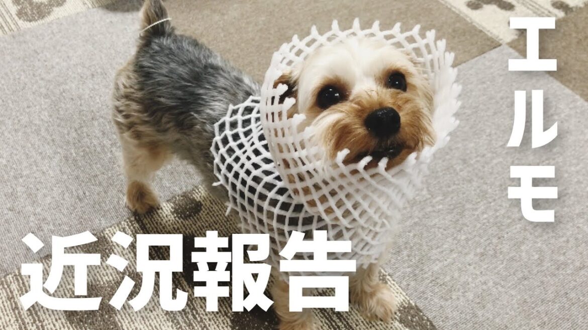 【ヨークシャテリア】近況報告させていただきます♪