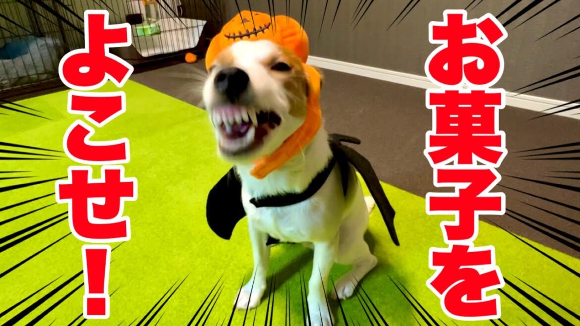 【ハロウィン】化け物の血が目覚めた犬［しゃべる犬 ジャックラッセルテリア］