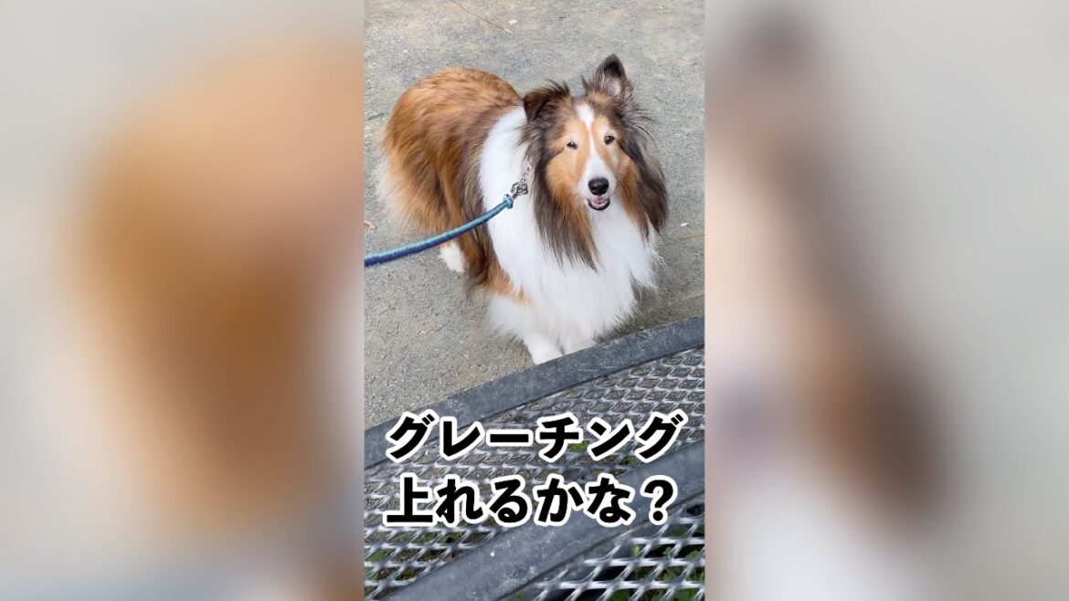 グレーチングの階段上れるかな？｜ シェルティ