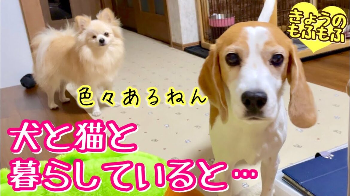 【犬猫多頭飼い】かわいいがあふれる生活【ビーグルさつきとポメと猫】
