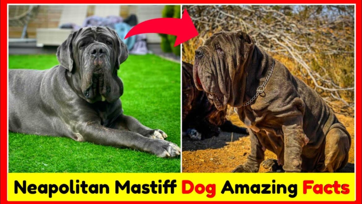 Neapolitan Mastiff Dog Amazing Facts 😱?? || Best Dog for you || #shorts