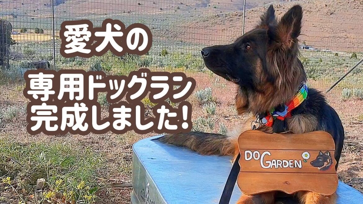 【ジャーマンシェパード】自宅ドッグランで、久しぶりにはしゃぐ愛犬が可愛い！
