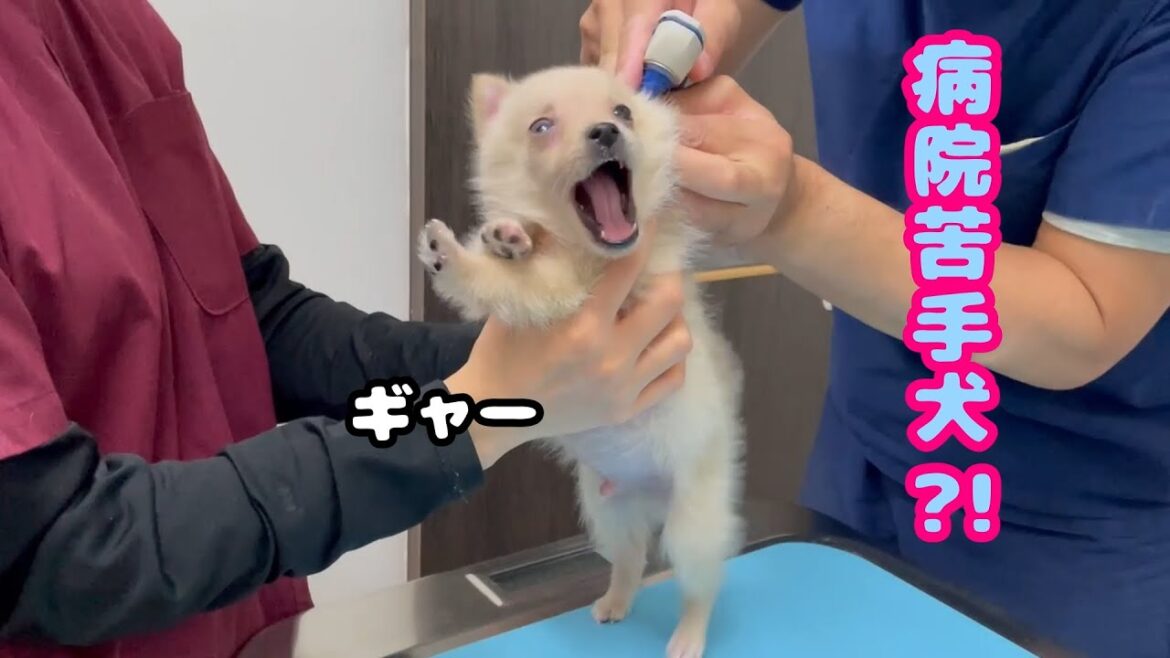 【子犬】【かわいい】動物病院でこの世の終わりのような顔をする子犬がかわいすぎる