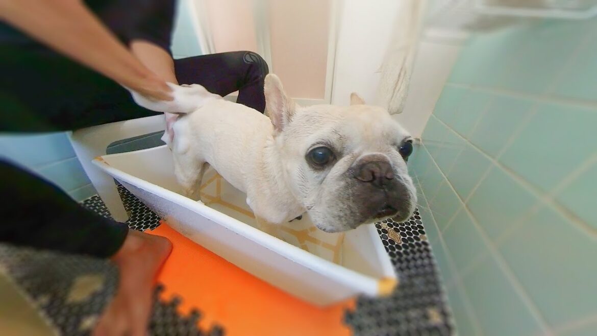 フレンチブルドッグ専用の石鹸を使ってシャンプーしてみた結果… フレンチブルドッグ専用の石鹸を使ってシャンプーしてみた結果…