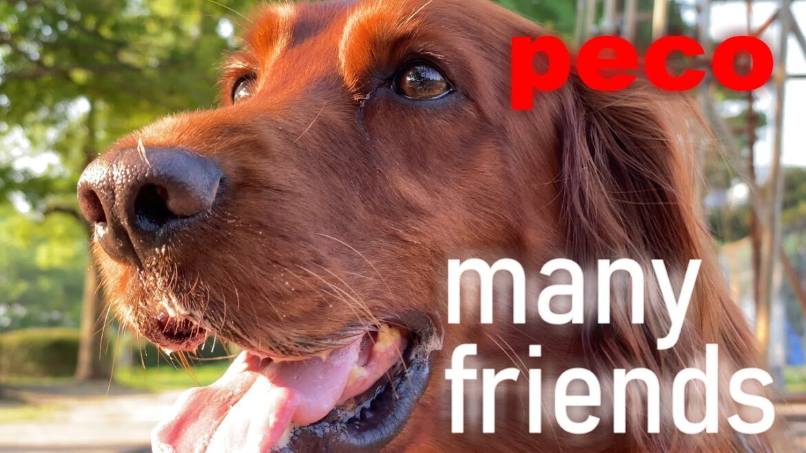 many friends  - the usual walk with dog -（peco） 　アイリッシュセター（アイリッシュセッター）Irish Setor（Irish Setter）