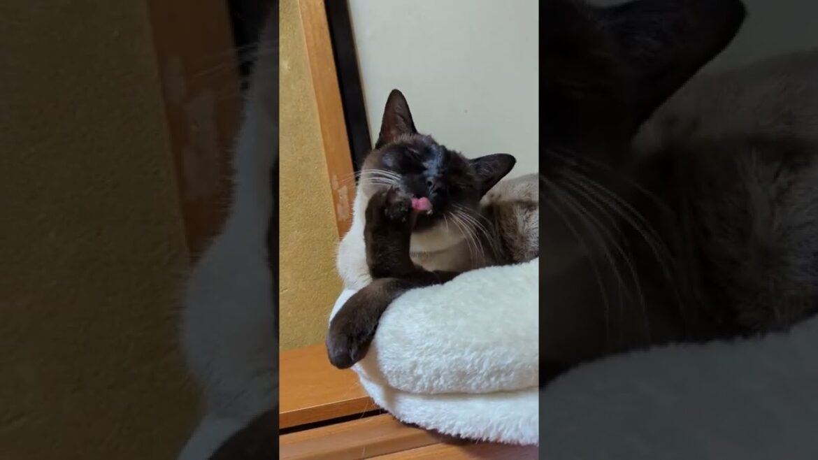 なめなめシャム猫 - lick lick - #Shorts