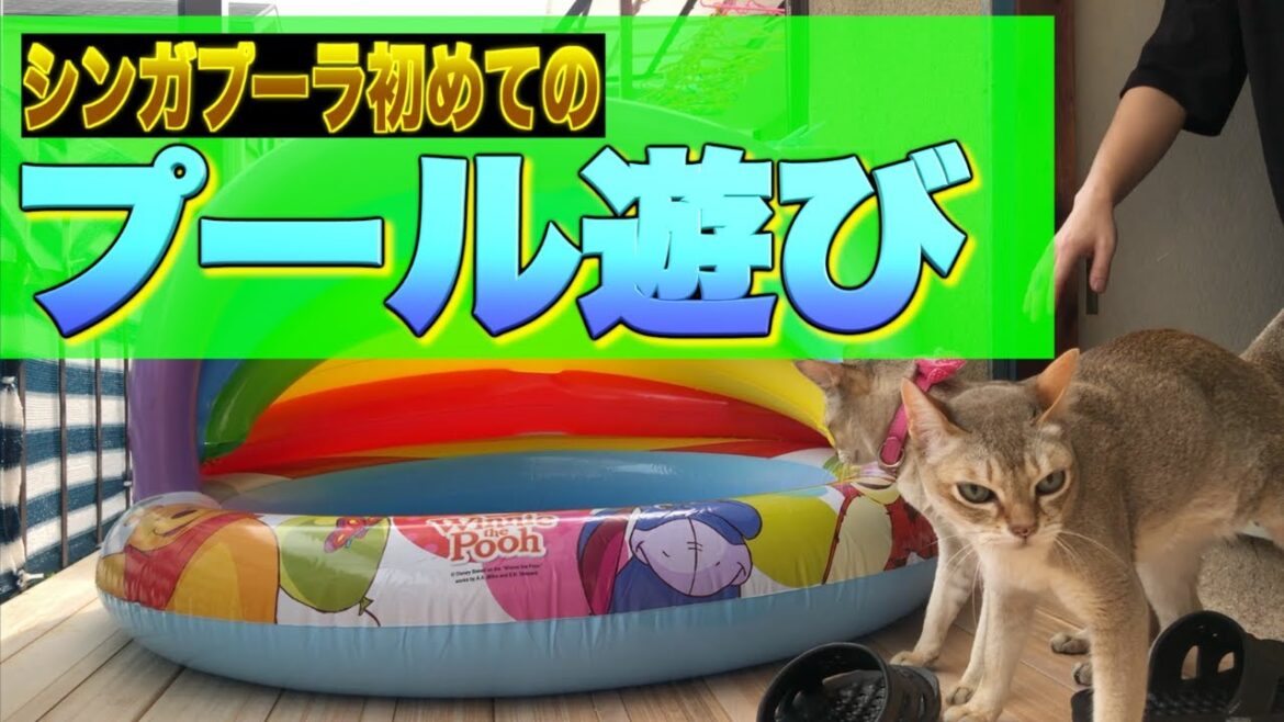 【シンガプーラ】初めてのプール遊び♡予想通りの展開に・・w