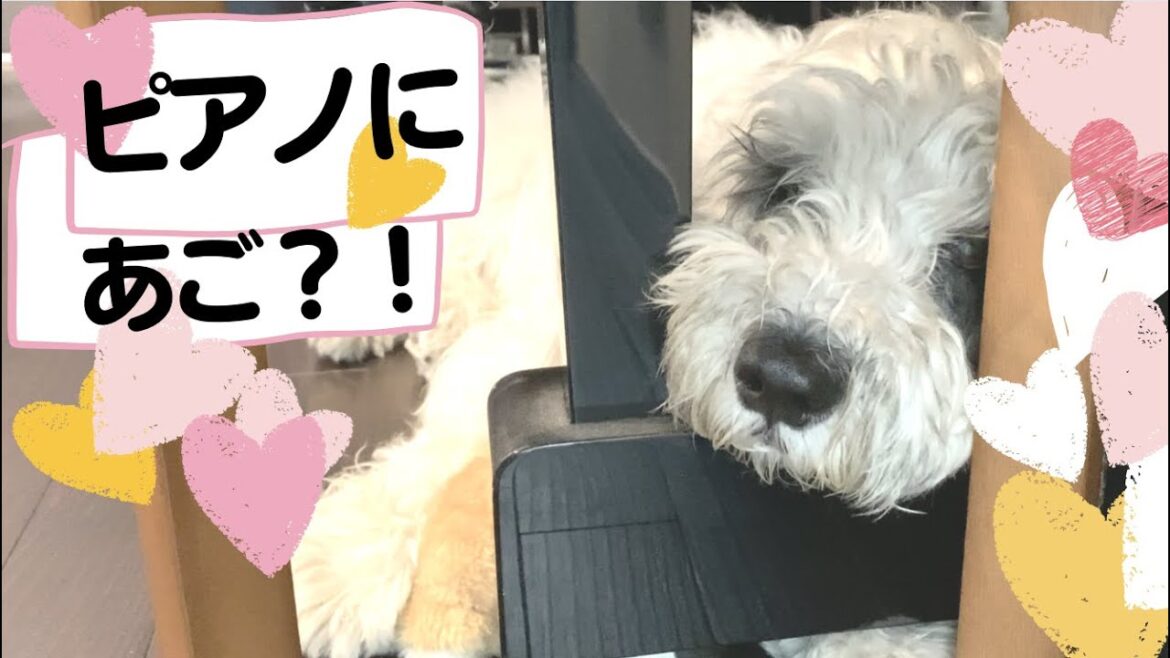 【癒し犬】可愛いぽち❤︎cute version